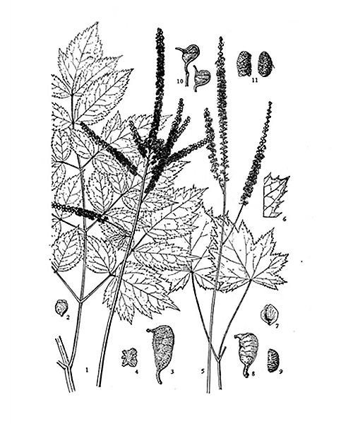 Natural compounds from  Cimicifuga foetida